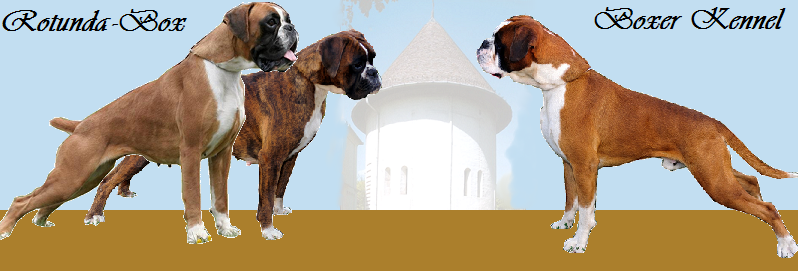 Rotunda-Box Boxer Kennel